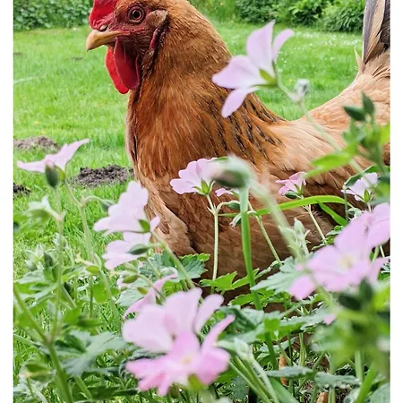 Apartment - De Deelstuuv