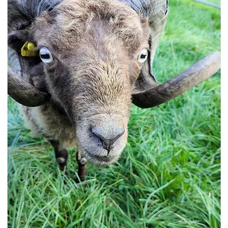 - De Deelstuuv * Worpswede