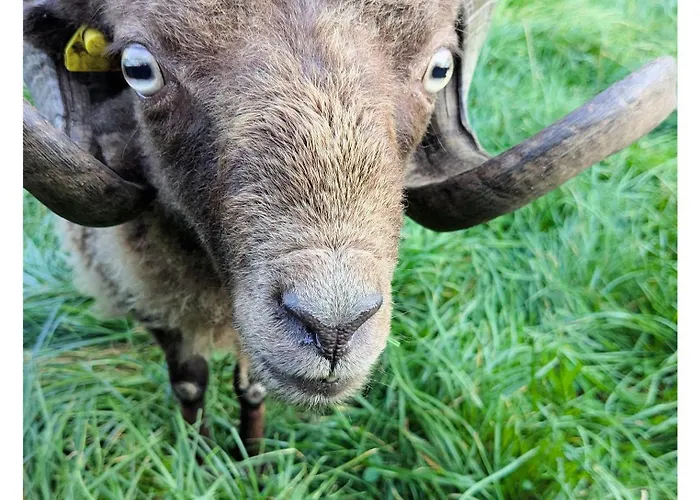 - De Deelstuuv * Worpswede