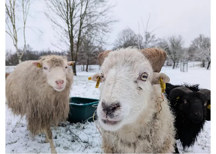 Lejlighed - De Deelstuuv *